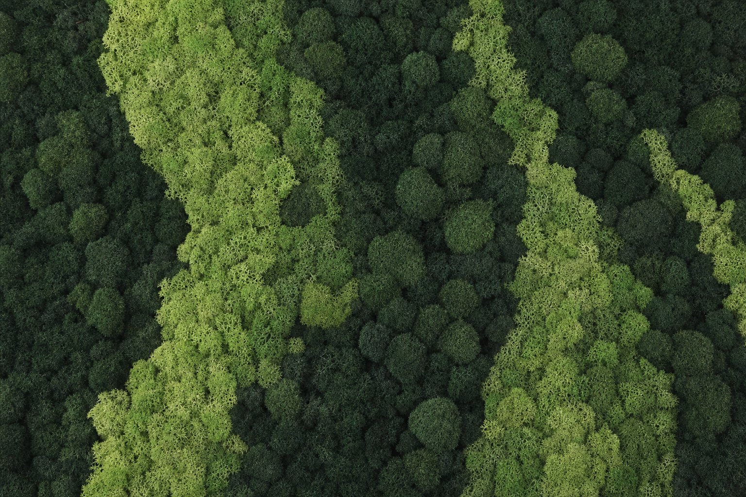 Aurora II thumbnail 5