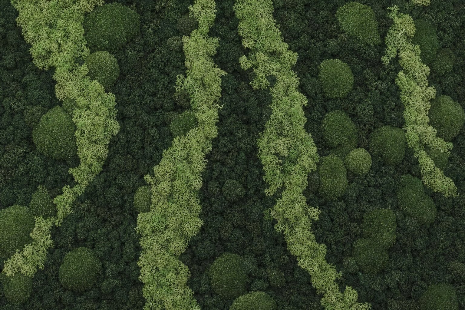 Aurora III thumbnail 5