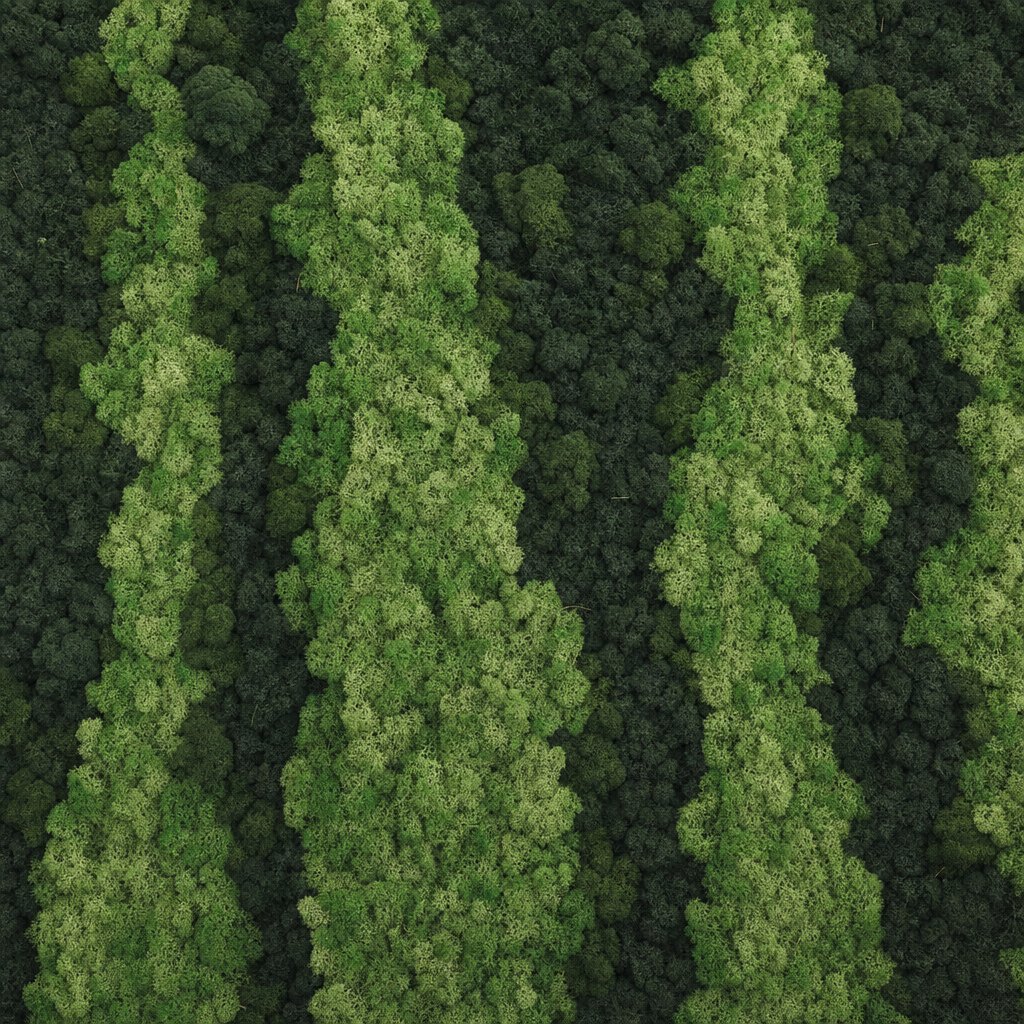 Aurora VIII thumbnail 5
