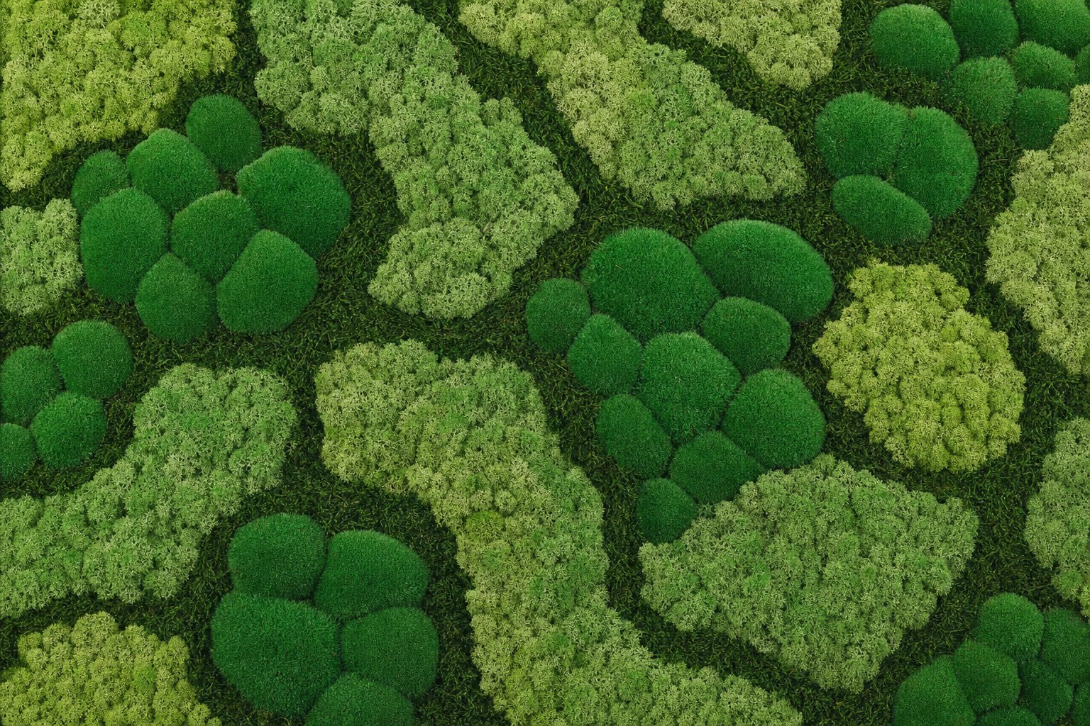 Lichen I sličica 5
