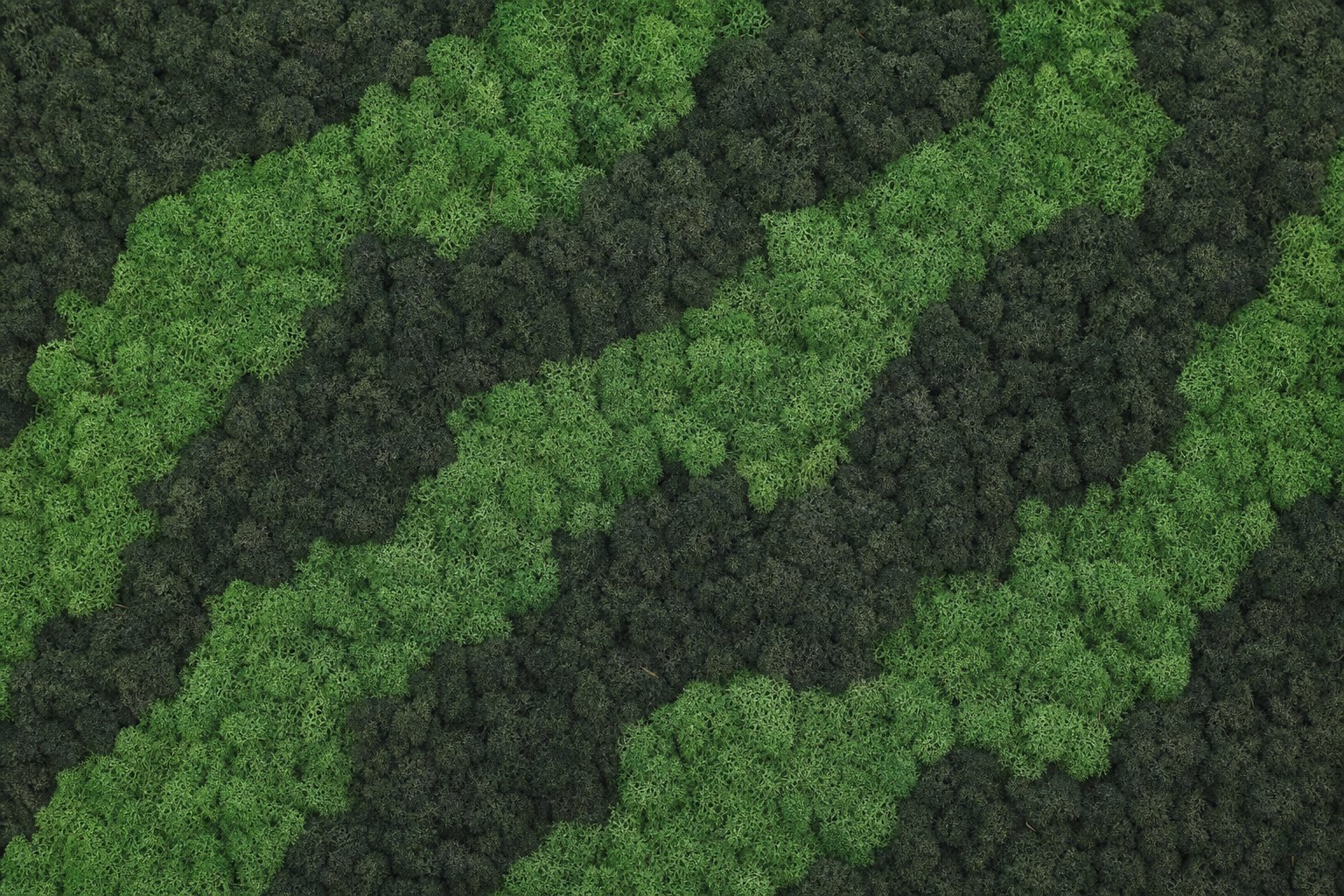 Tiger I thumbnail 5