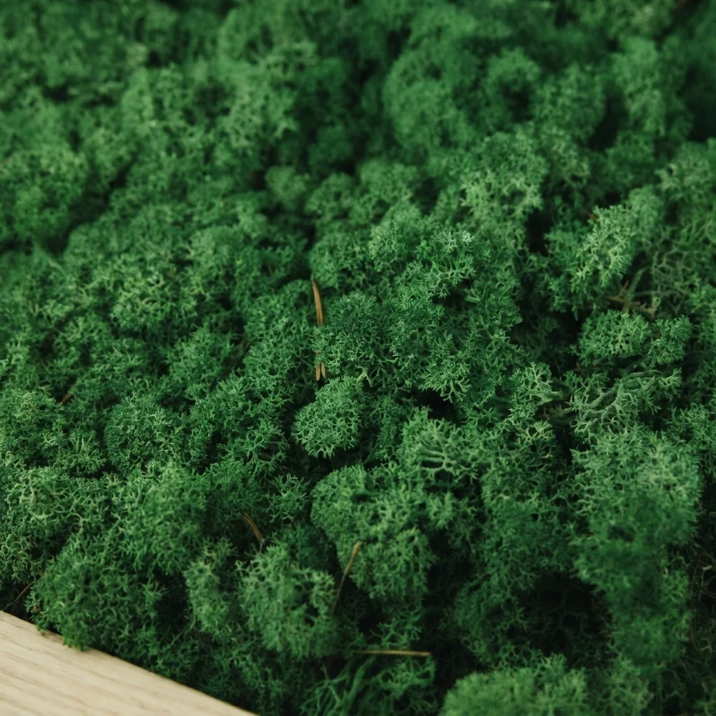 Iceland Moss